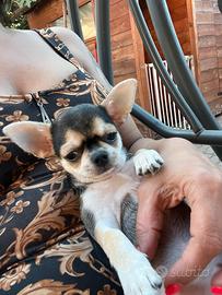 Chihuahua