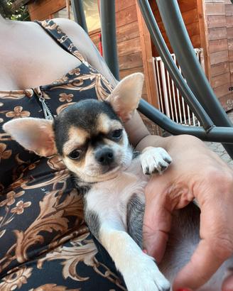 Chihuahua