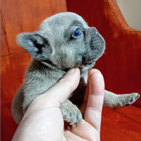 Bulldog francesi Total blue e lilac