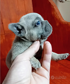 Bulldog francesi Total blue e lilac