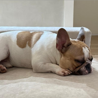 Monta bulldog francese