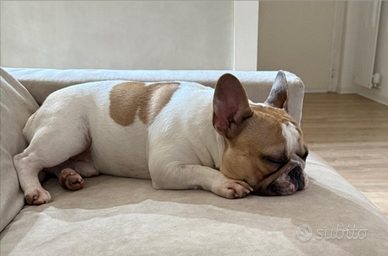 Monta bulldog francese