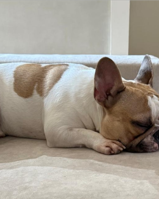 Monta bulldog francese