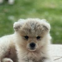 Cucciolo di Akita Inu maschio fulvo