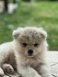 Cucciolo di Akita Inu maschio fulvo