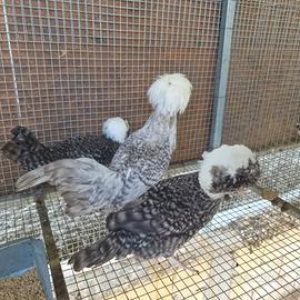 Galline olandese ciuffata