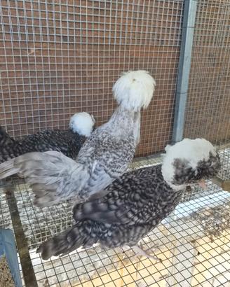 Galline olandese ciuffata