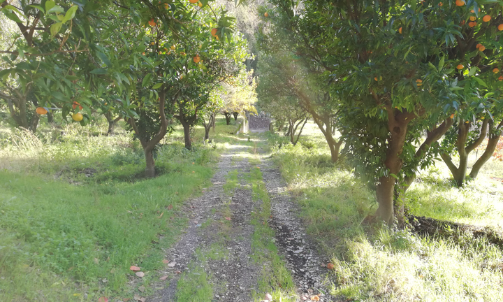 Terreno agricolo a Palma Campania