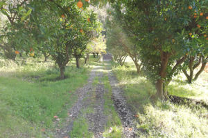 Terreno agricolo a Palma Campania