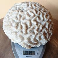 3kg corallo cervello - da collezione!!!