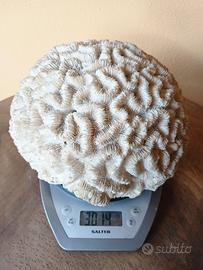 3kg corallo cervello - da collezione!!!