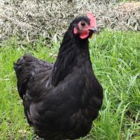 Galletti di Australorp nero
