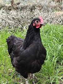 Galletti di Australorp nero