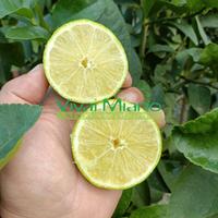 🍋Pianta di Lime Siciliani - Scegli tu la varietà