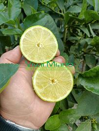 🍋Pianta di Lime Siciliani - Scegli tu la varietà