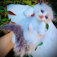 Maschietto RAGDOLL Seal Bicolor Pedigree AGI