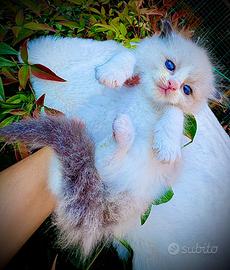 Maschietto RAGDOLL Seal Bicolor Pedigree AGI