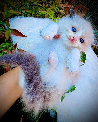 Maschietto RAGDOLL Seal Bicolor Pedigree AGI