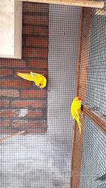 Kakariki