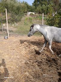 Cavallo
