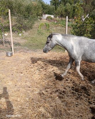 Cavallo