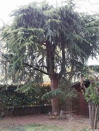 albero di cedro
