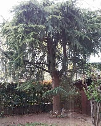 albero di cedro