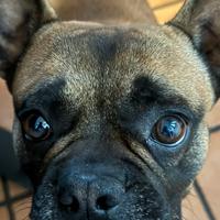 Bulldog francese di 3 anni