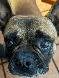 Bulldog francese di 3 anni
