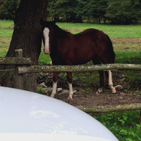 Criolli con pedigree e mestizi sud americani