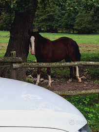 Criolli con pedigree e mestizi sud americani