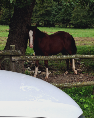 Criolli con pedigree e mestizi sud americani