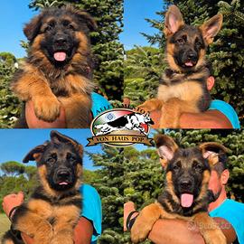 Cuccioli pastore tedesco SUPER PEDIGREE ENCI