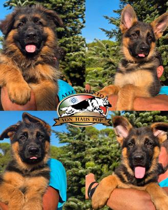 Cuccioli pastore tedesco SUPER PEDIGREE ENCI