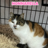 Nonnarella gattina tricolore di 13 anni