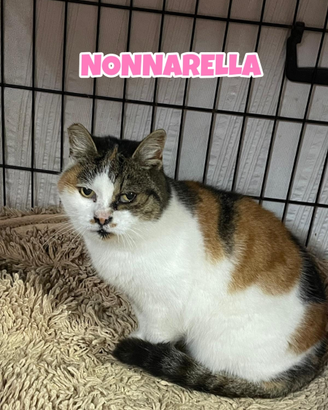 Nonnarella gattina tricolore di 13 anni