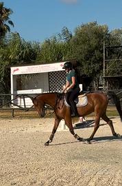 Cavallo