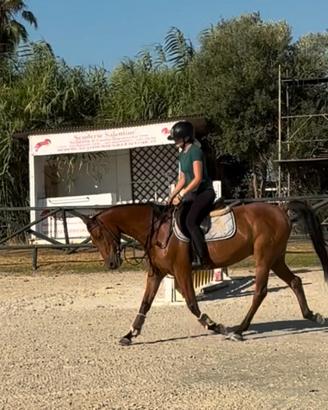 Cavallo
