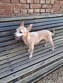 Cane in adozione
