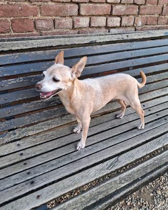 Cane in adozione