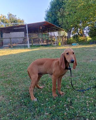 Cuccioli di segugio italiano