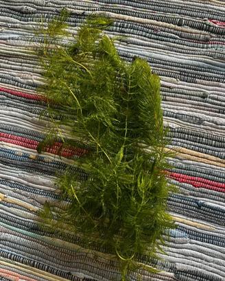 Ceratophyllium