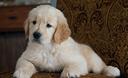 golden-retriever-americani