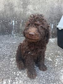 Lagotto Romagnolo