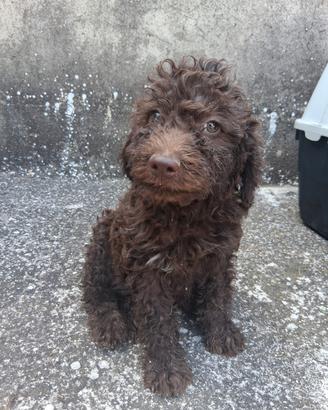 Lagotto Romagnolo