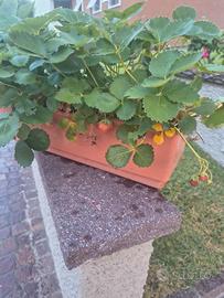 Fragole 
