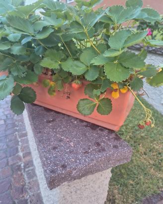 Fragole 