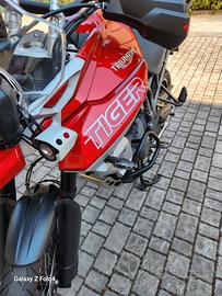 splendida Tiger  xca