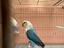 Immagine 3