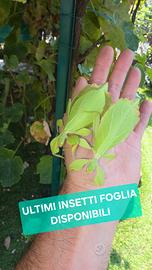 Insetti foglia adulti